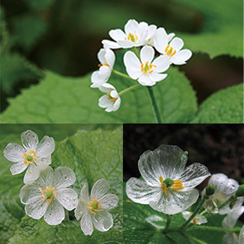 Buddha Stones 925 Sterling Silber Weißer Kristall Skelett Blume Verstellbarer Heilring - image 14